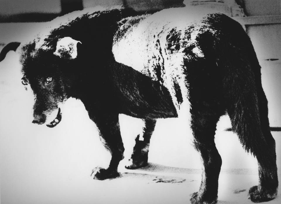 Moriyama's famous stray dog photograph