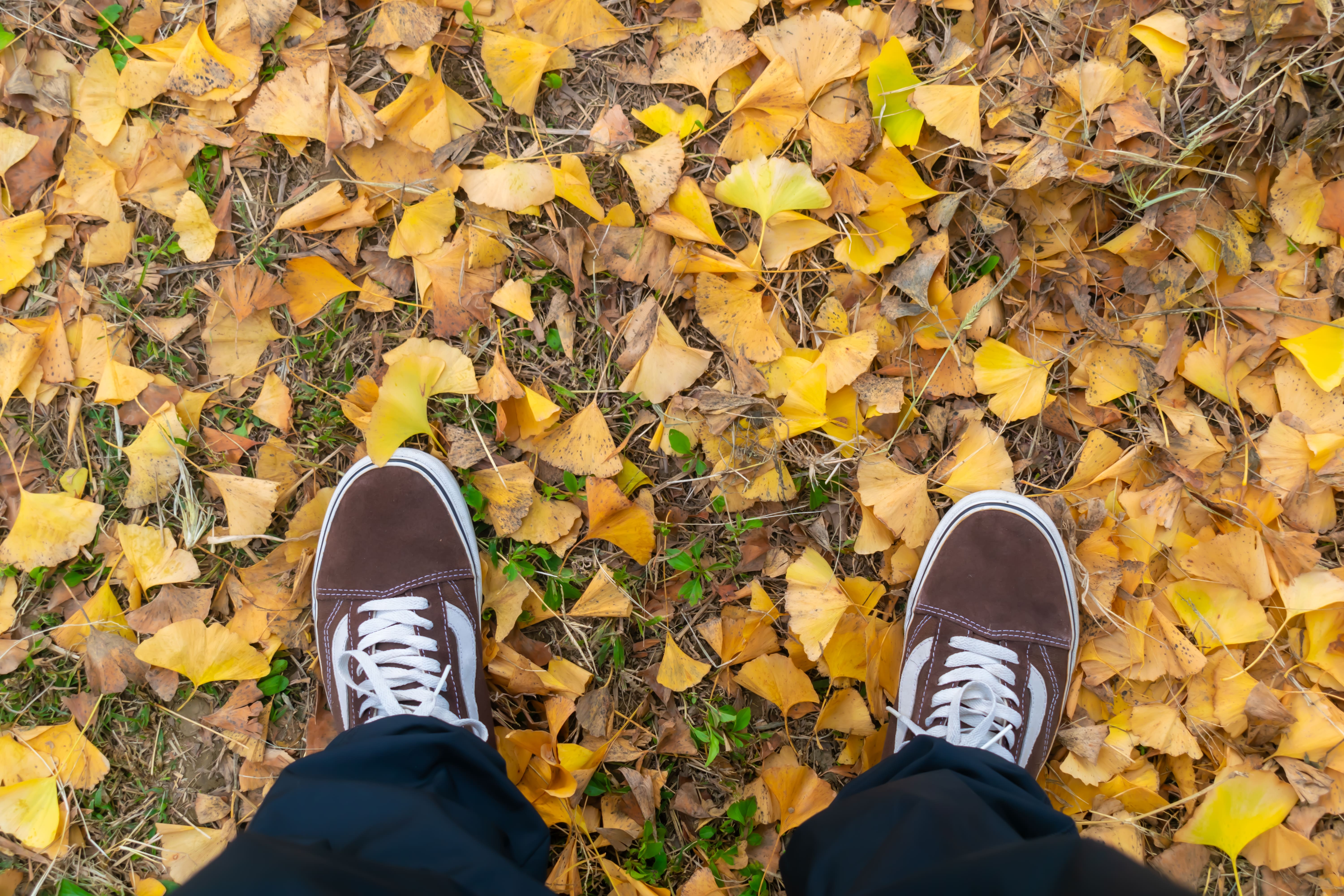Brown sneakers standing on scattered yellow ginkgo leaves covering grass on an autumn day