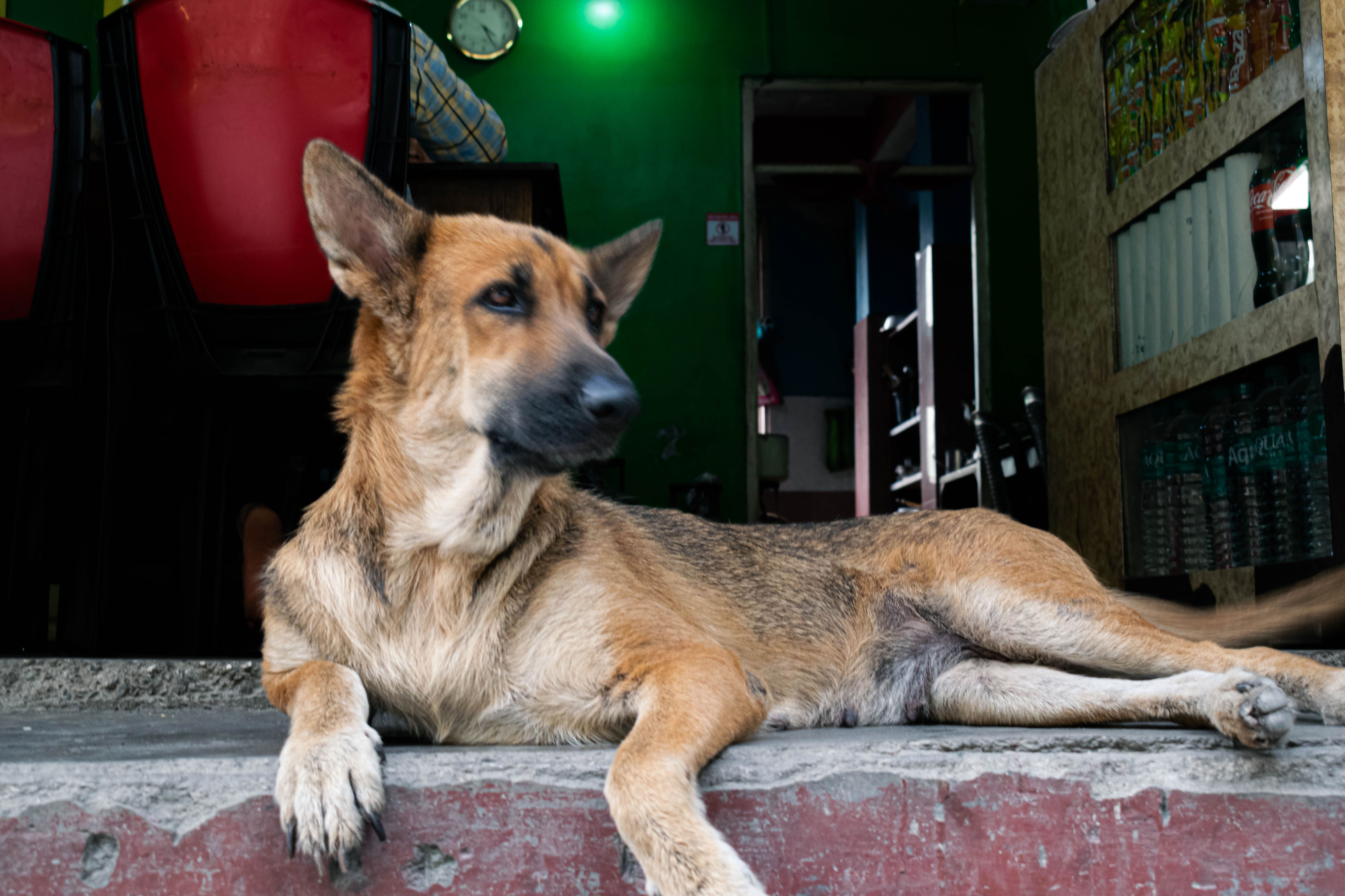 A friendly dog